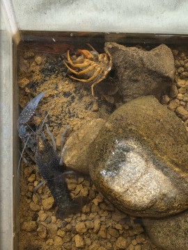 ザリガニが 青くなった！？